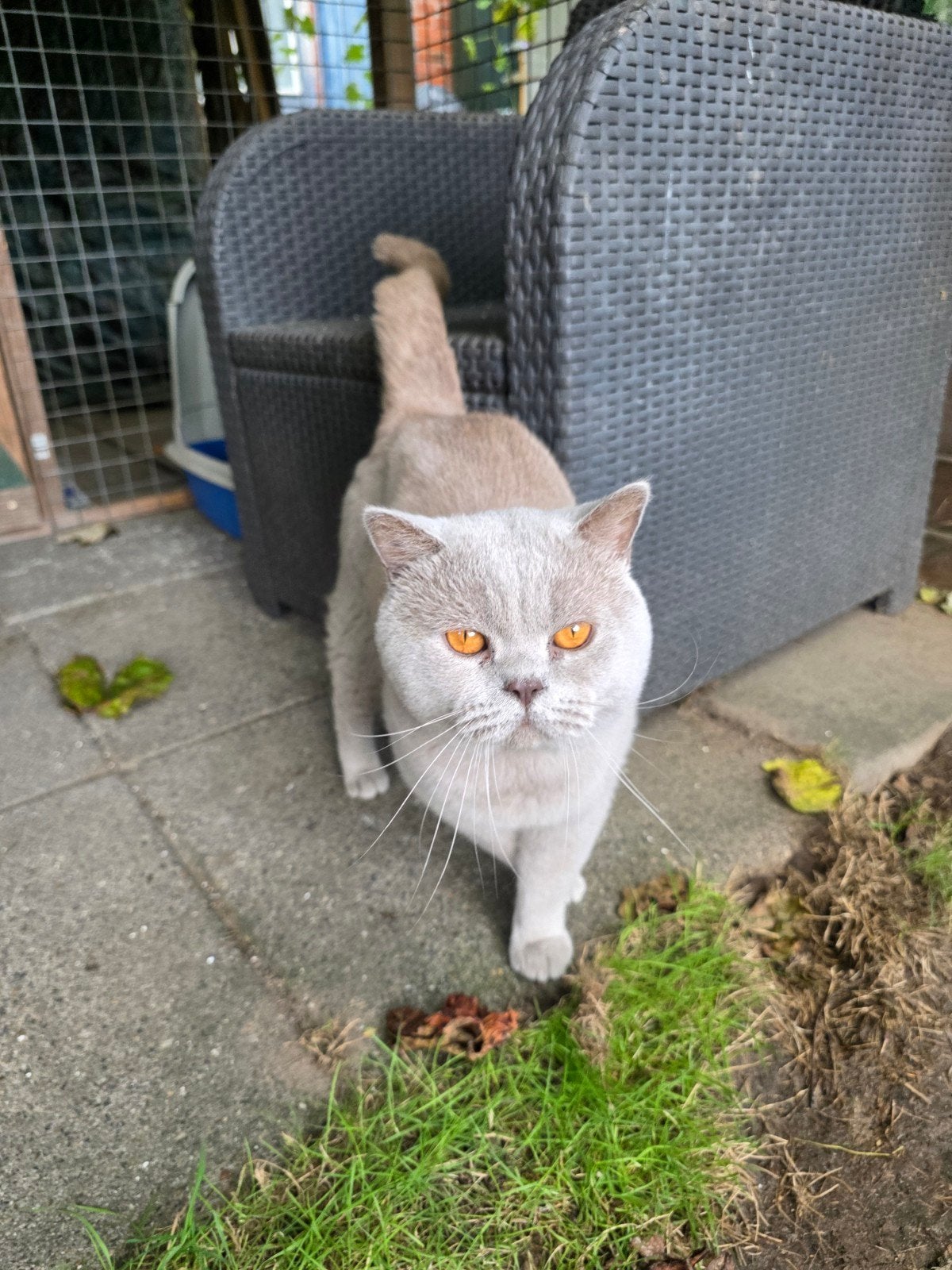 Britse korthaar kater Ter Dekking (Niet te koop), Kater, 3 tot 5 jaar