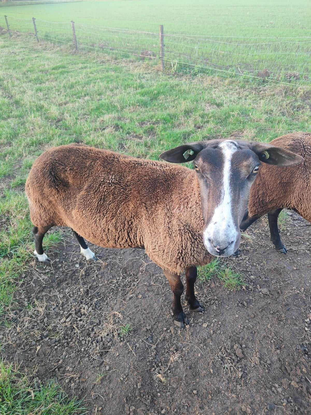 grote zwartbles ooi, Dieren en Toebehoren, Vrouwelijk, Schaap, 3 tot 5 jaar