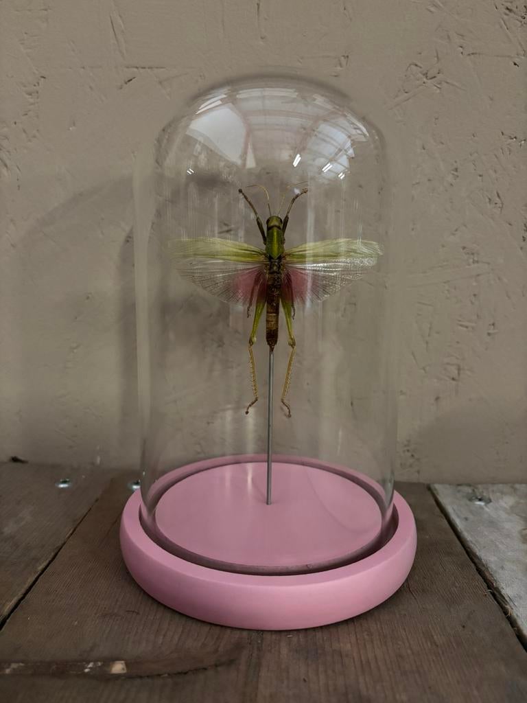 Mooie stolp met een roze sprinkhaan, Verzamelen, Ophalen of Verzenden, Nieuw, Insect, Opgezet dier