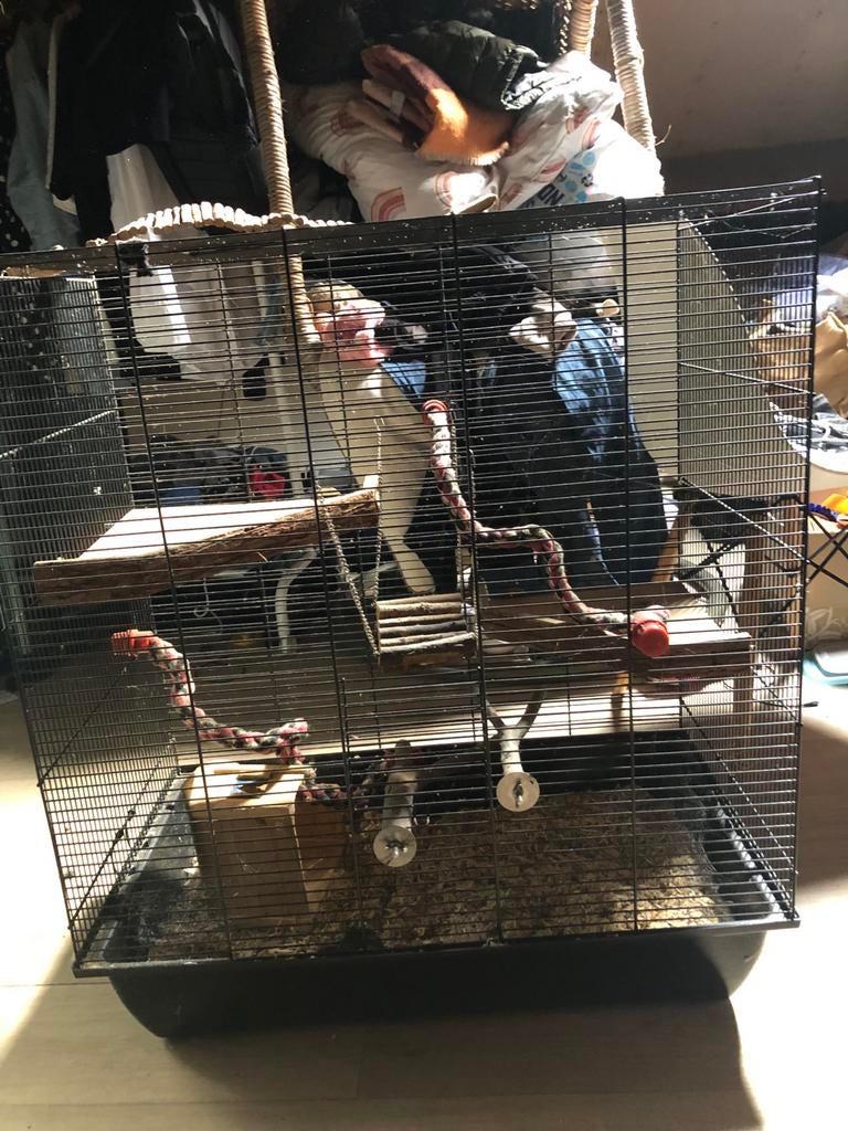 Grote kooi voor bijv ratjes, Ophalen