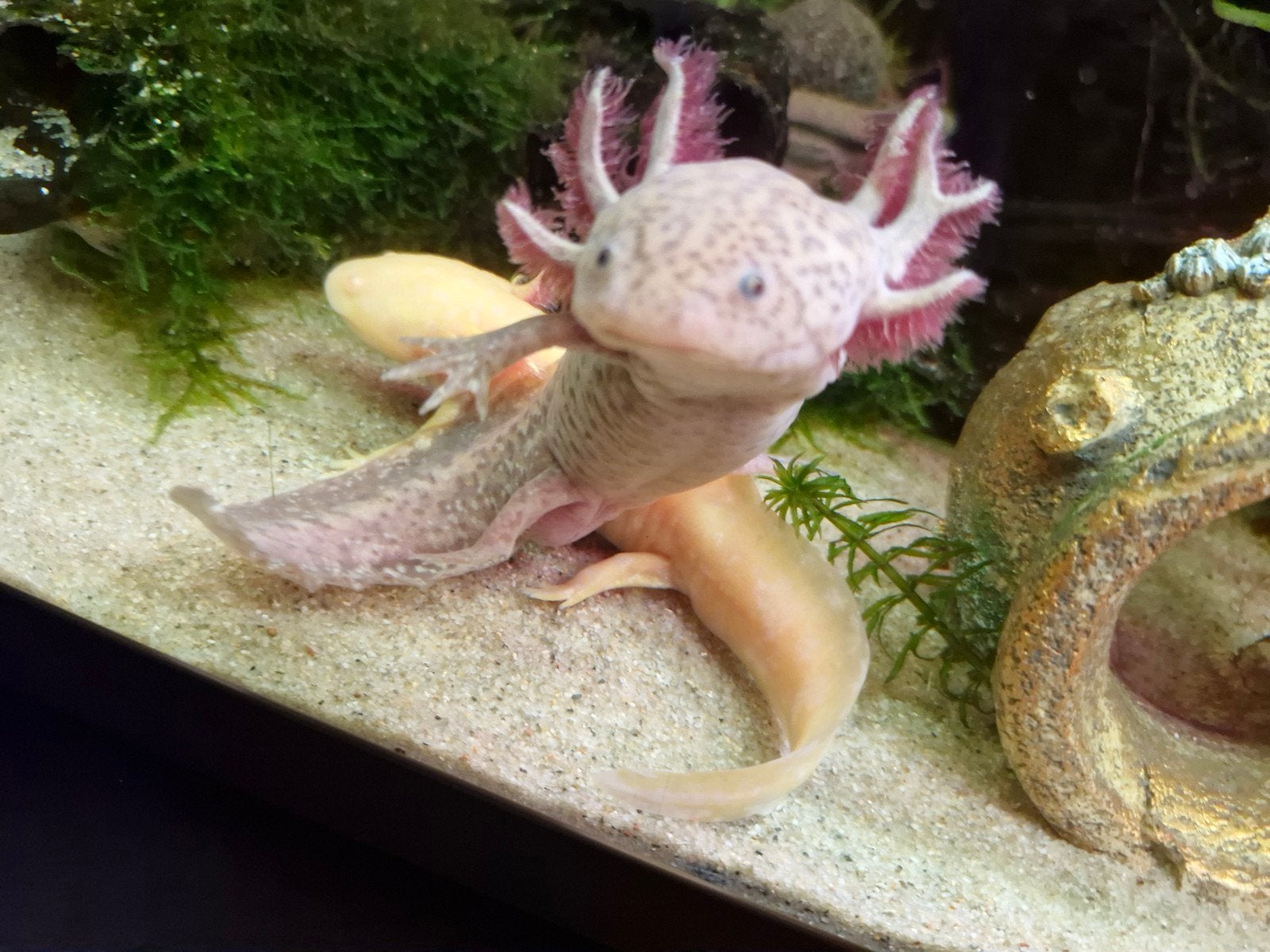 axolotl