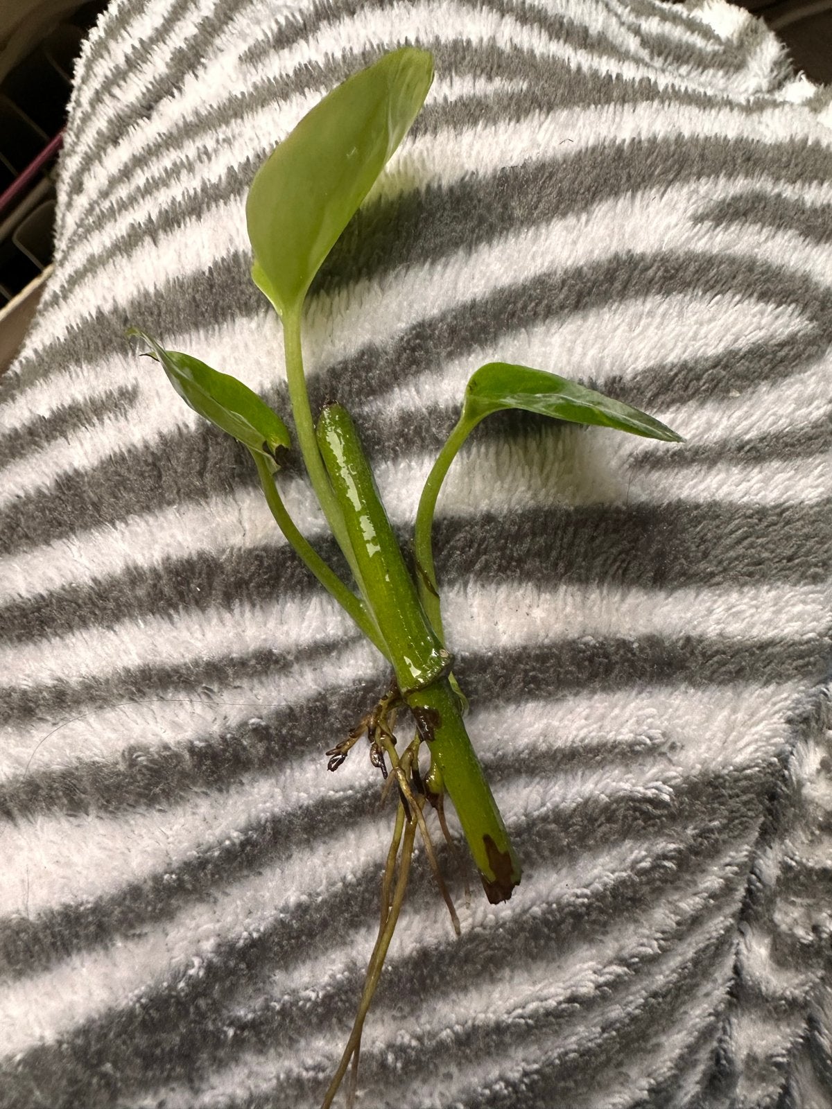 9 aquarium Plant-stekjes(per stek)oa Anubia Rotalia Javamos, Overige typen, Zoetwatervis