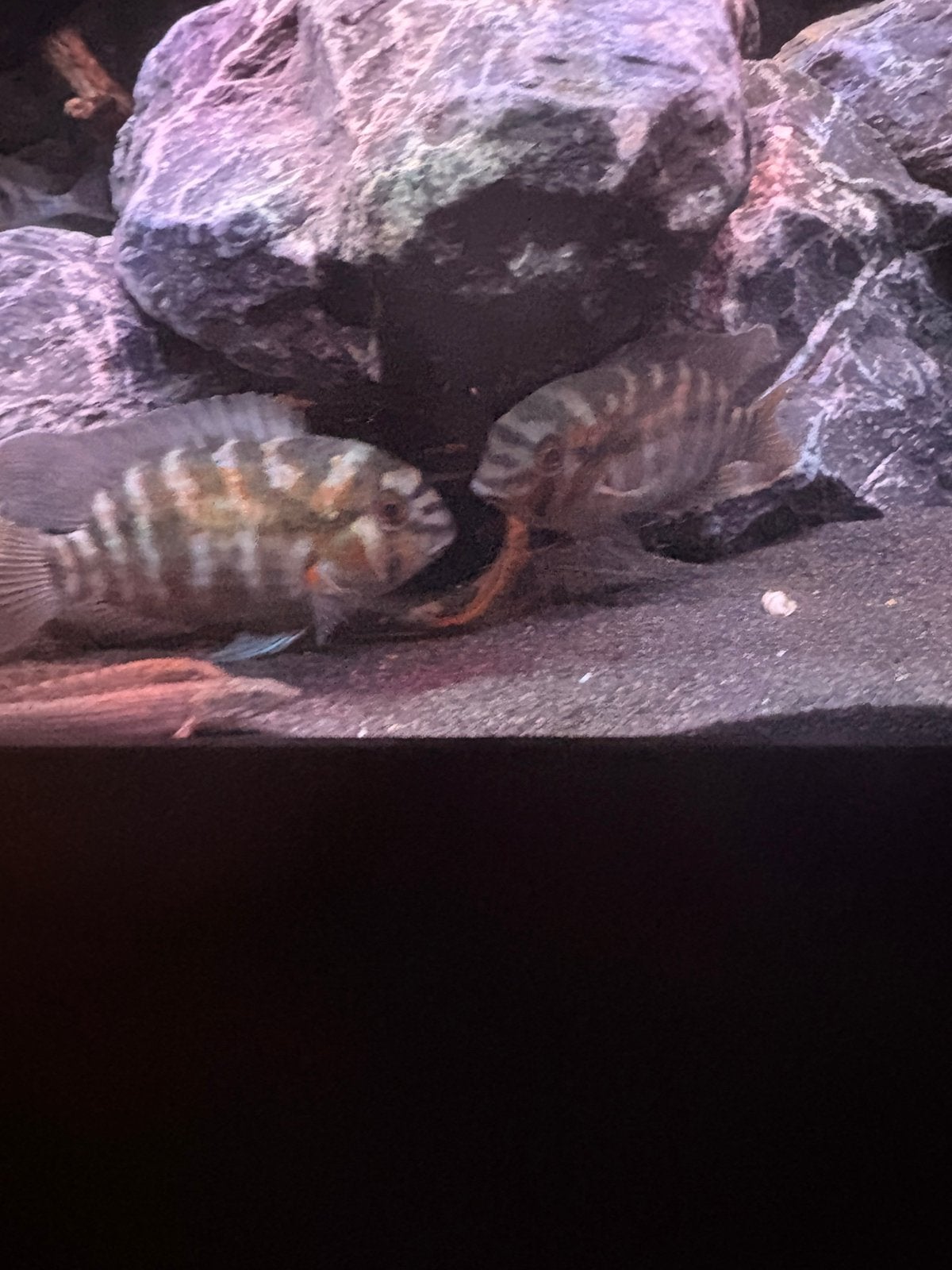4x krobia xinguensis cichlide., Dieren en Toebehoren, Vis