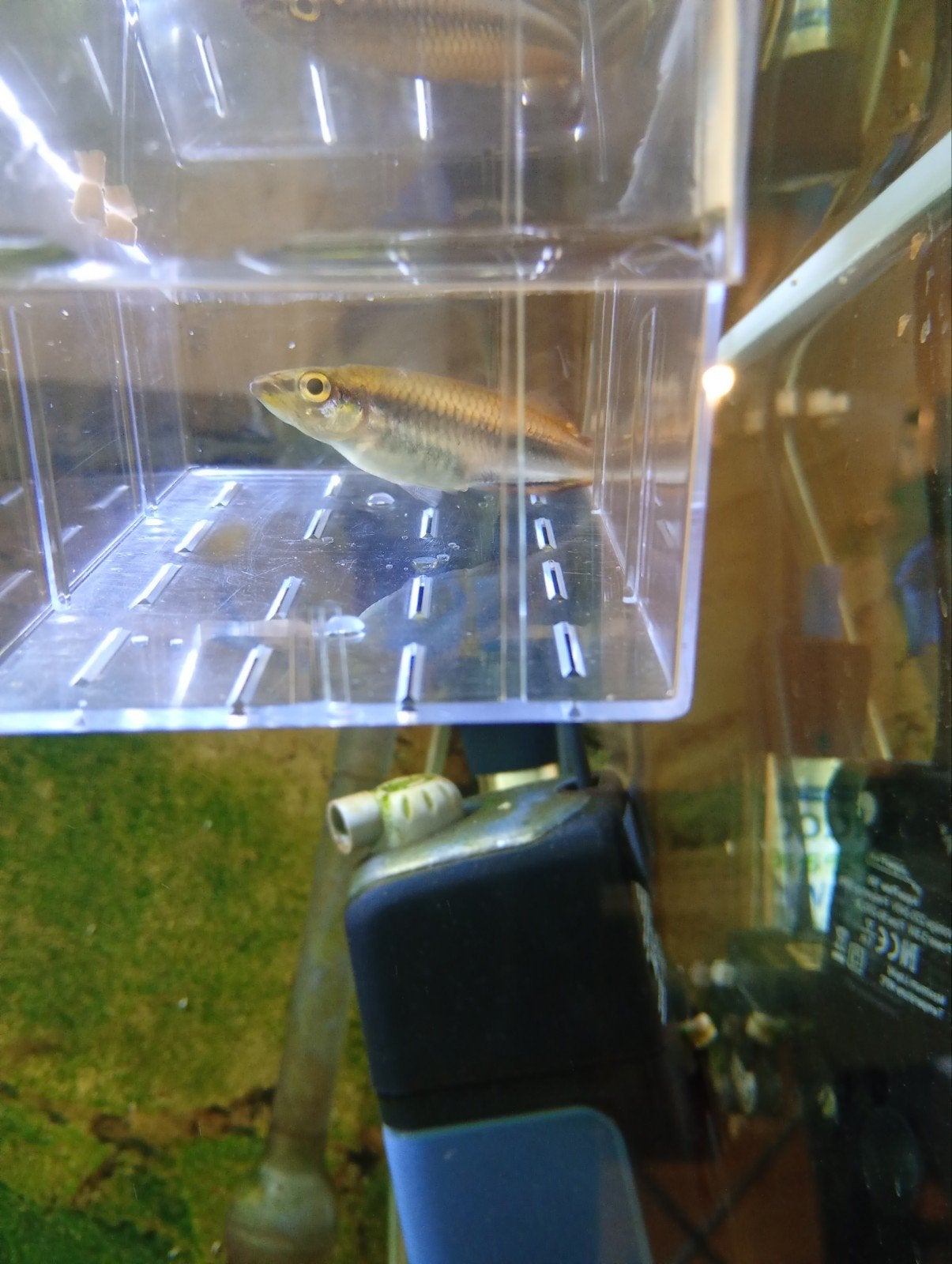 vis 5 cm zoet water gratis