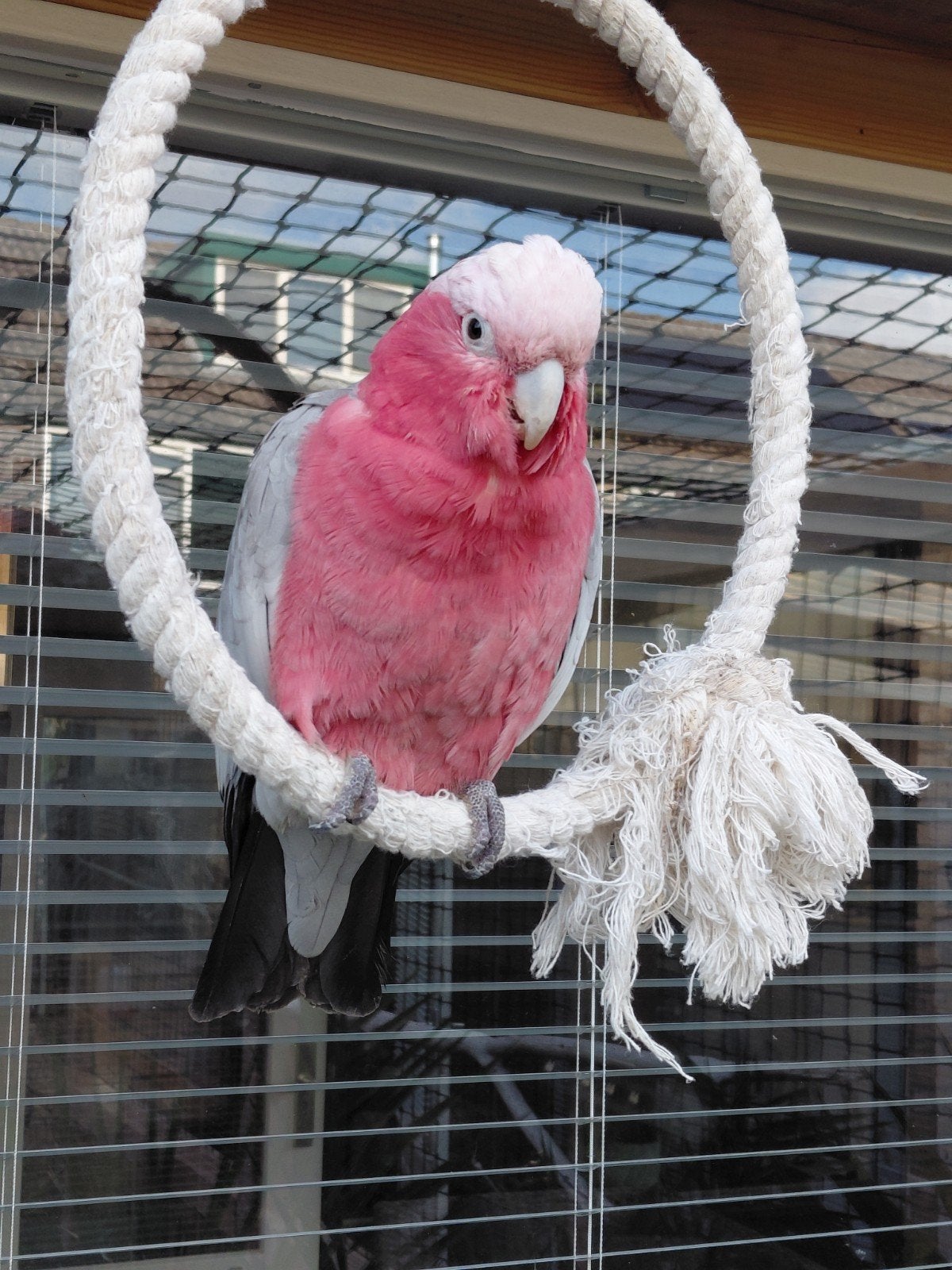 tamme rosé kaketoe, Dieren en Toebehoren, Mannelijk, Papegaai