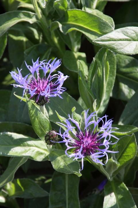 Centaurea Montana (bergkorenbloem) borderplant, Overige soorten, Volle zon, Vaste plant, Ophalen of Verzenden
