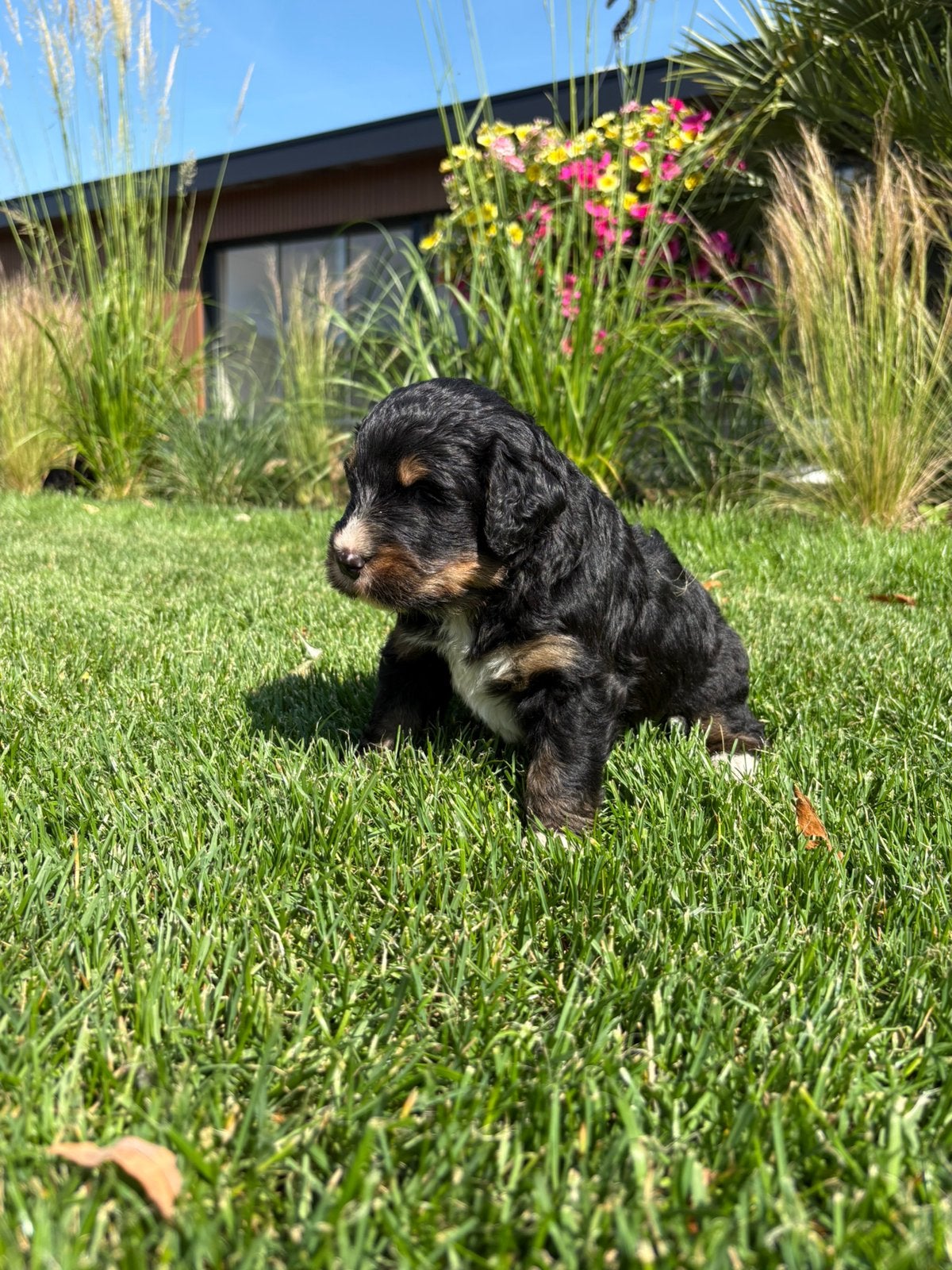Prachtige pups uit Berner Sennen x Bernedoodle combinatie, 8 tot 15 weken, Groot, Meerdere, Meerdere dieren