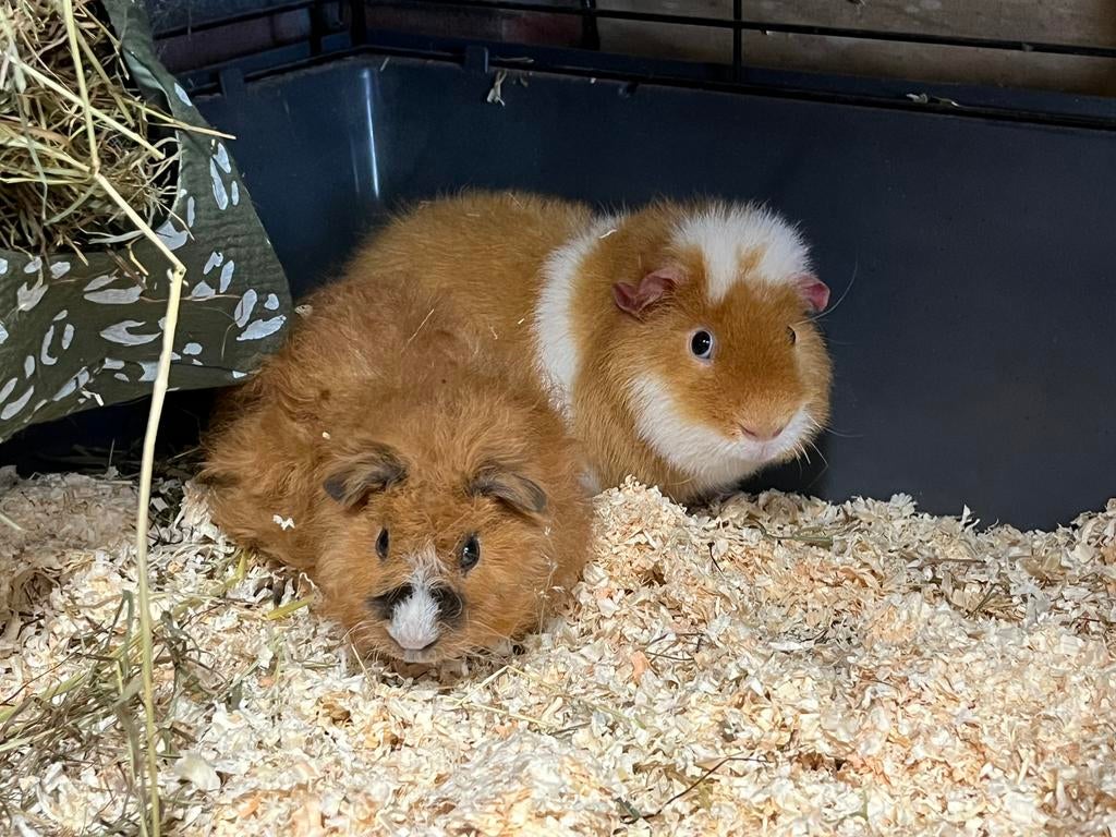Super schattig cavia koppel !, Cavia, Februari, Meerdere dieren, Tam
