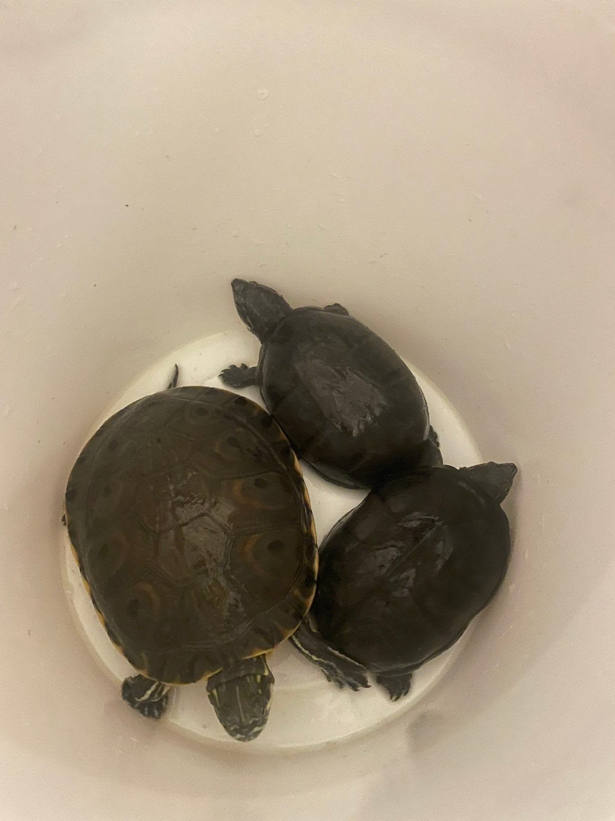 3 waterschilpadden inclusief aquarium lamp en toebehoren, Ophalen of Verzenden, Leeg aquarium