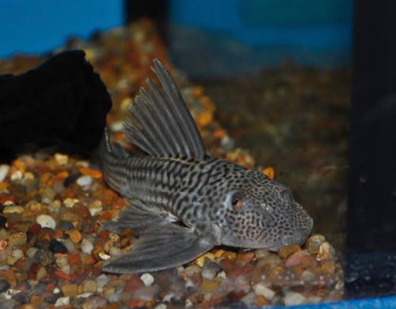 L141 pleco, Dieren en Toebehoren, Vis
