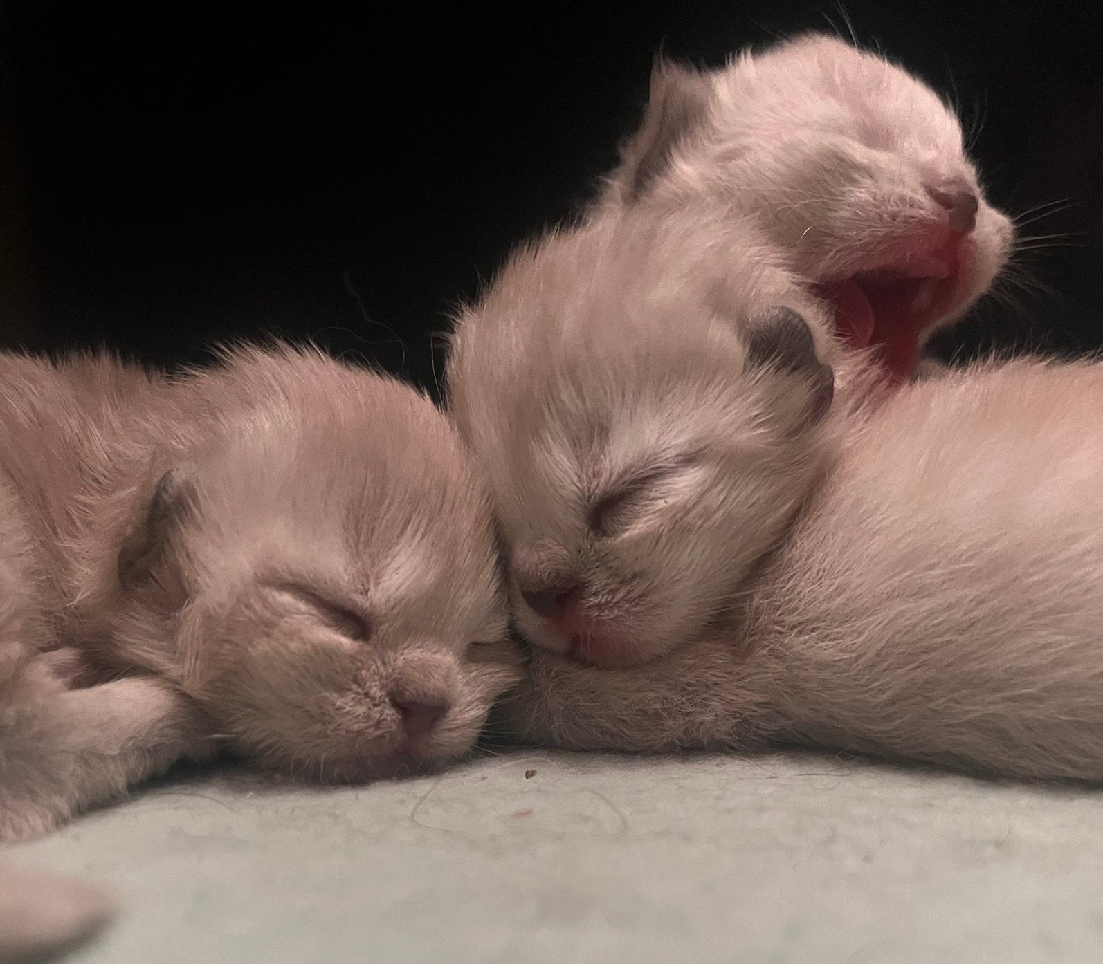 5 prachtige ragcoon kittens ragdoll x maine coon, Meerdere dieren, Gechipt, 0 tot 2 jaar