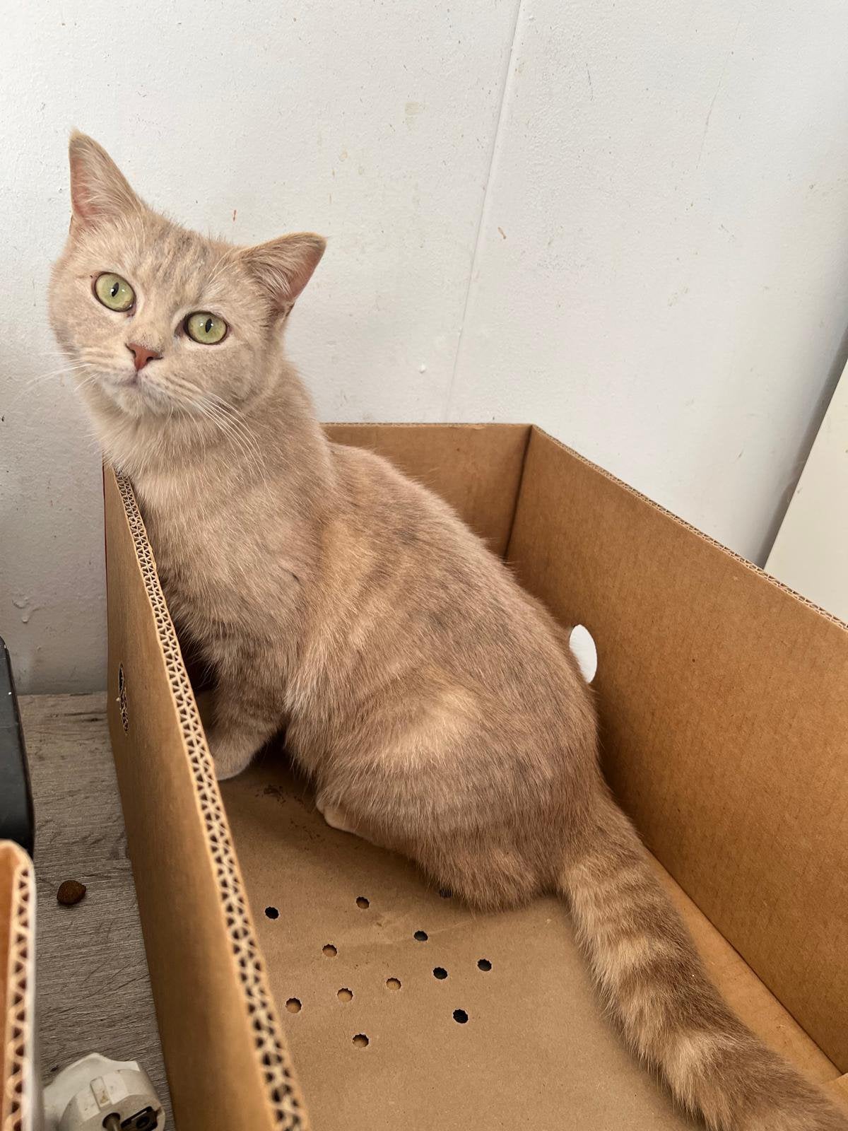 Herplaats poesjes, Dieren en Toebehoren, Katten en Kittens | Raskatten | Korthaar, Poes