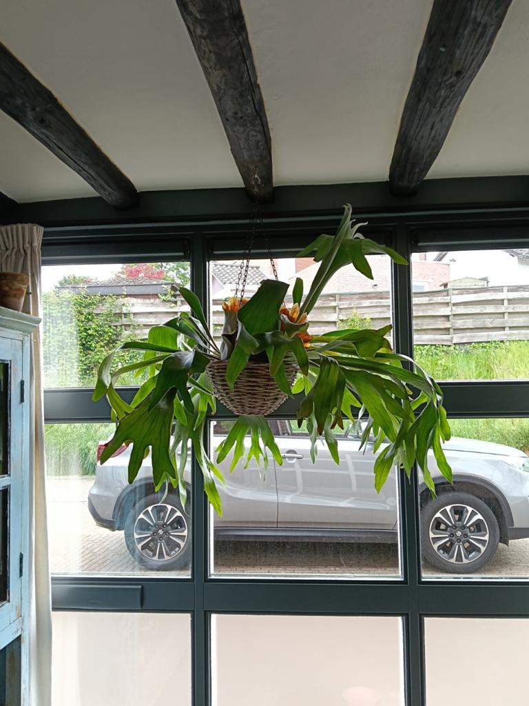 Hertshoorn met hanger, Ophalen of Verzenden, Halfschaduw