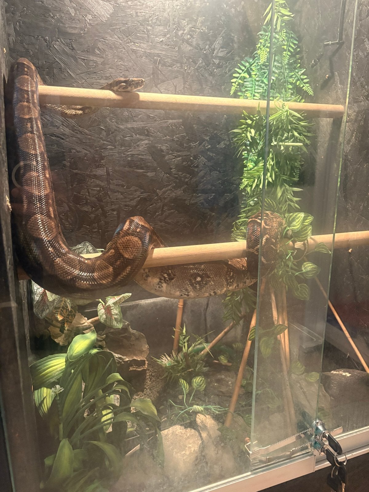 Boa constrictor imperator Boa Constrictor photo 3