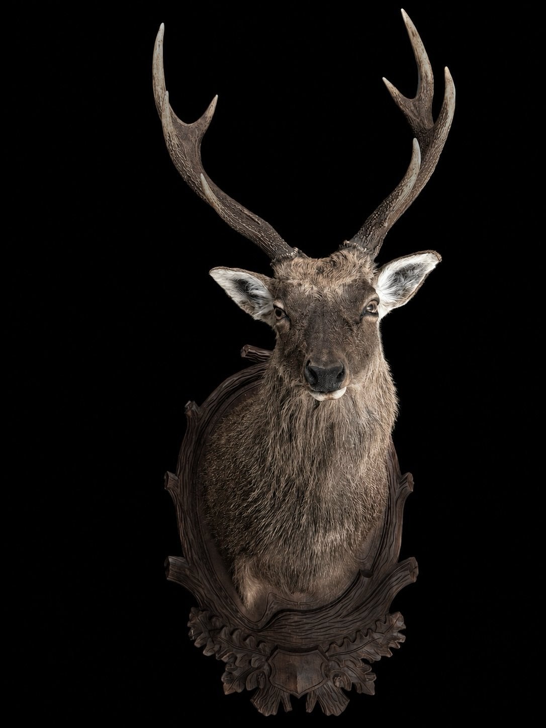 Opgezette taxidermie sika hert, Verzamelen, Ophalen, Zo goed als nieuw, Hert, Opgezet dier