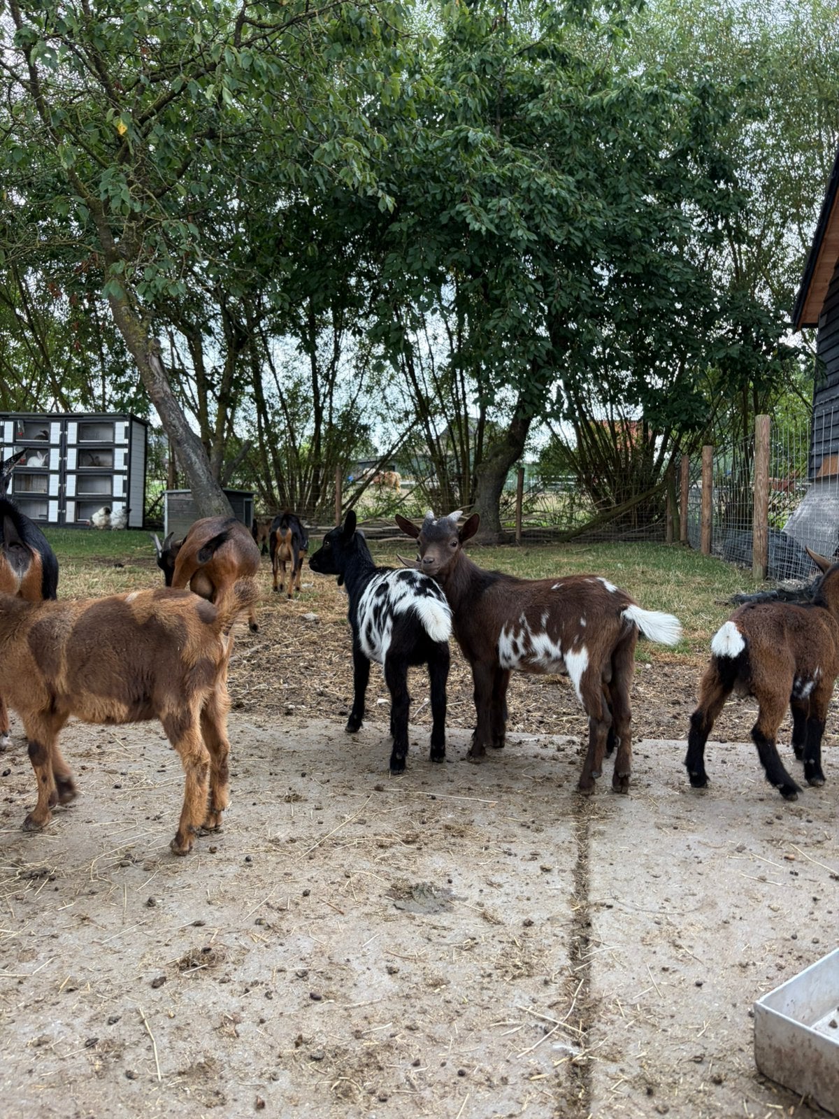 Geitjes/bokjes, Dieren en Toebehoren, Meerdere dieren, Geit