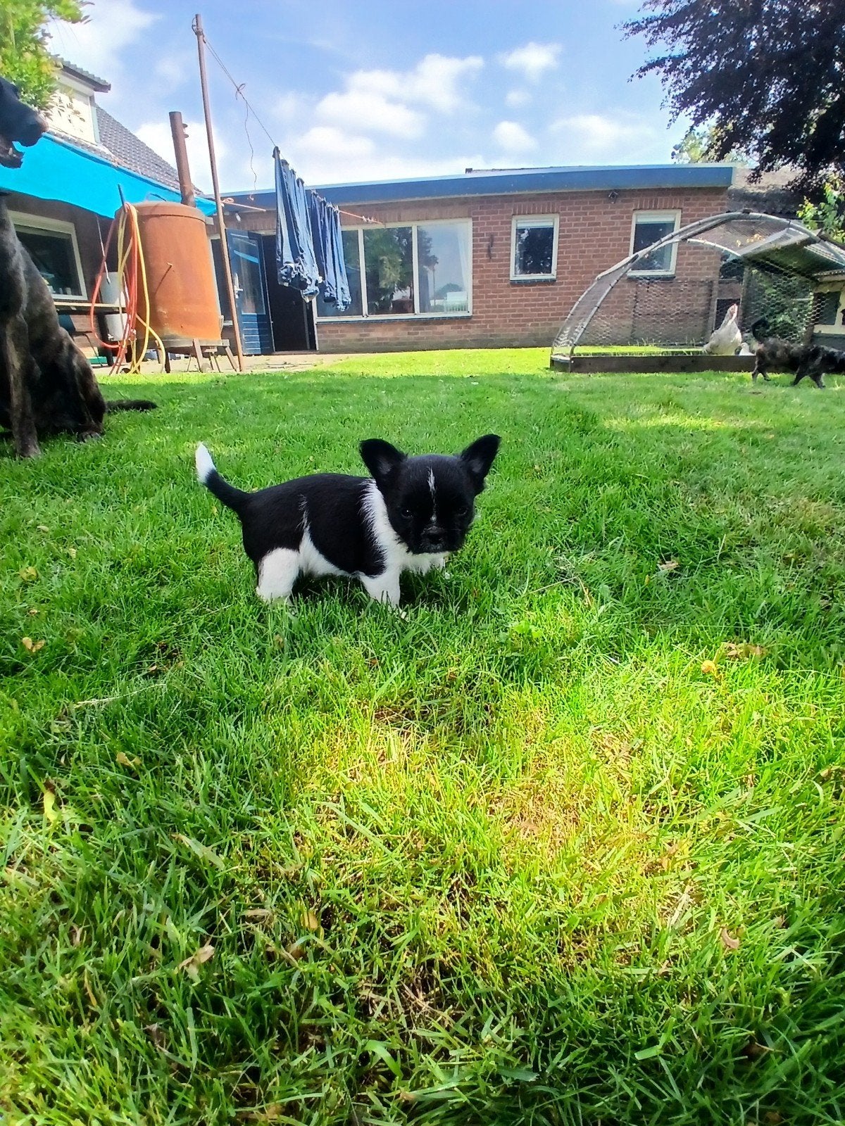 Aparte franse bulldog kruising, Parvo, Overige rassen, 8 tot 15 weken, Meerdere