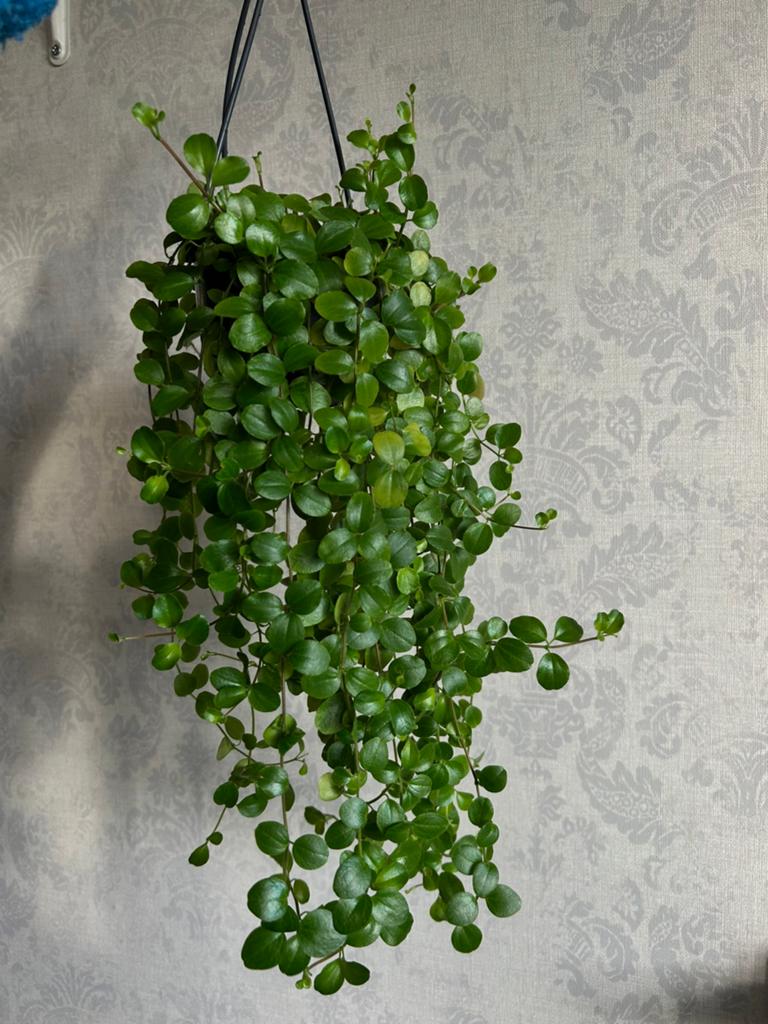 Hangplant: Round Leaf Peperomia (Peperomia rotundifolia), Ophalen, Overige soorten, Halfschaduw, Minder dan 100 cm