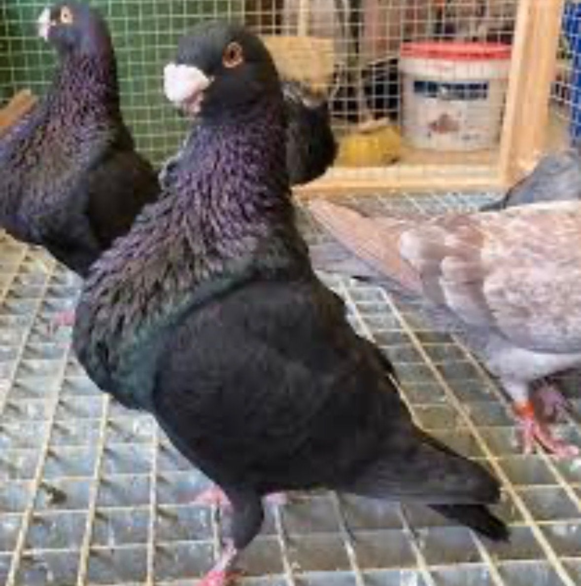 GEZOCHT Laudino’s sevillano, Dieren en Toebehoren, Vogels | Duiven, Mannelijk