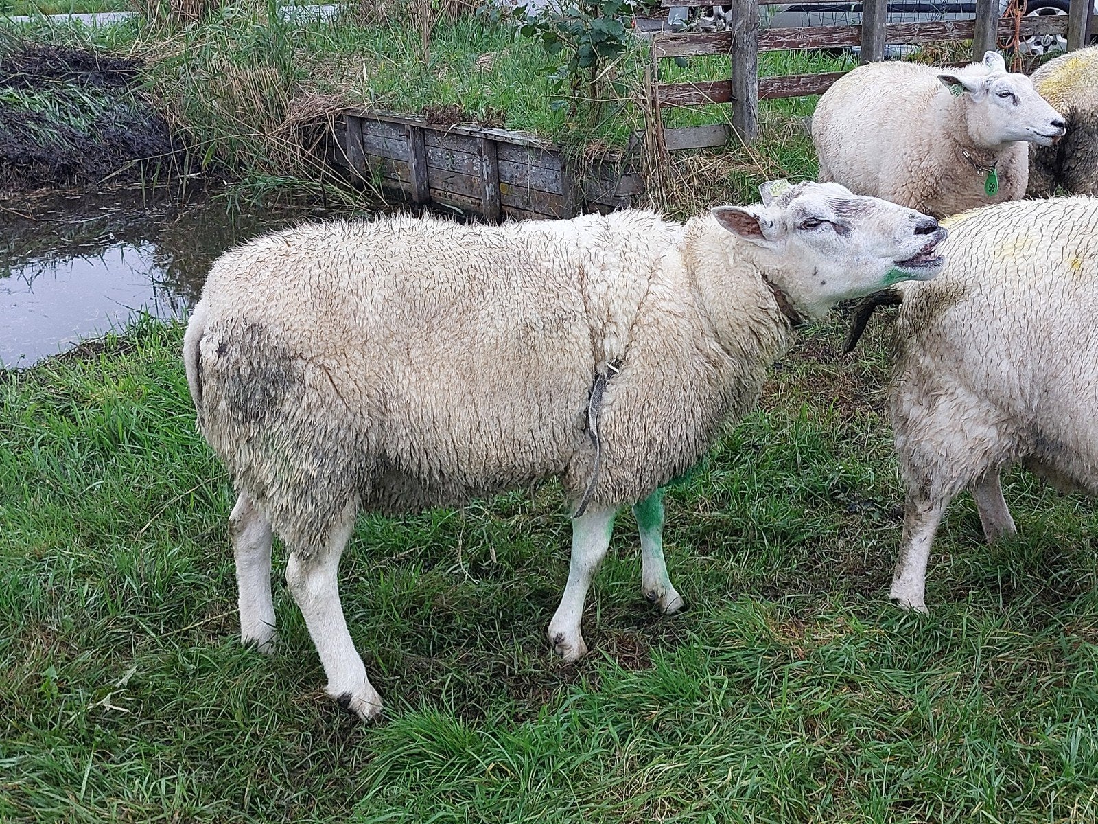 zwoegervrije overjarige swifter dekram te koop, Mannelijk, Schaap