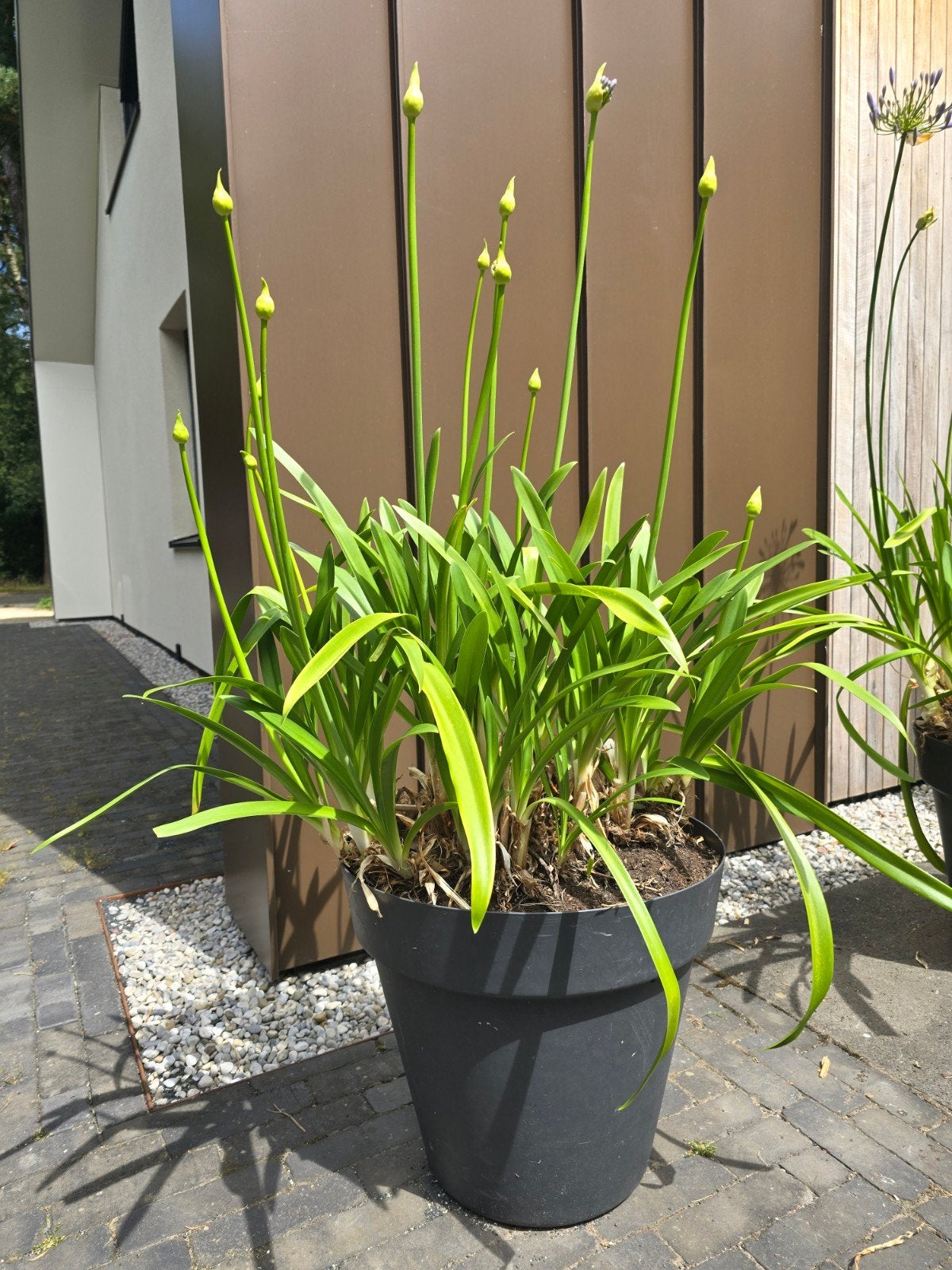 Agapanthus (Afrikaanse Lelie) in pot - klaar om te bloeien, Ophalen, Overige soorten, Volle zon