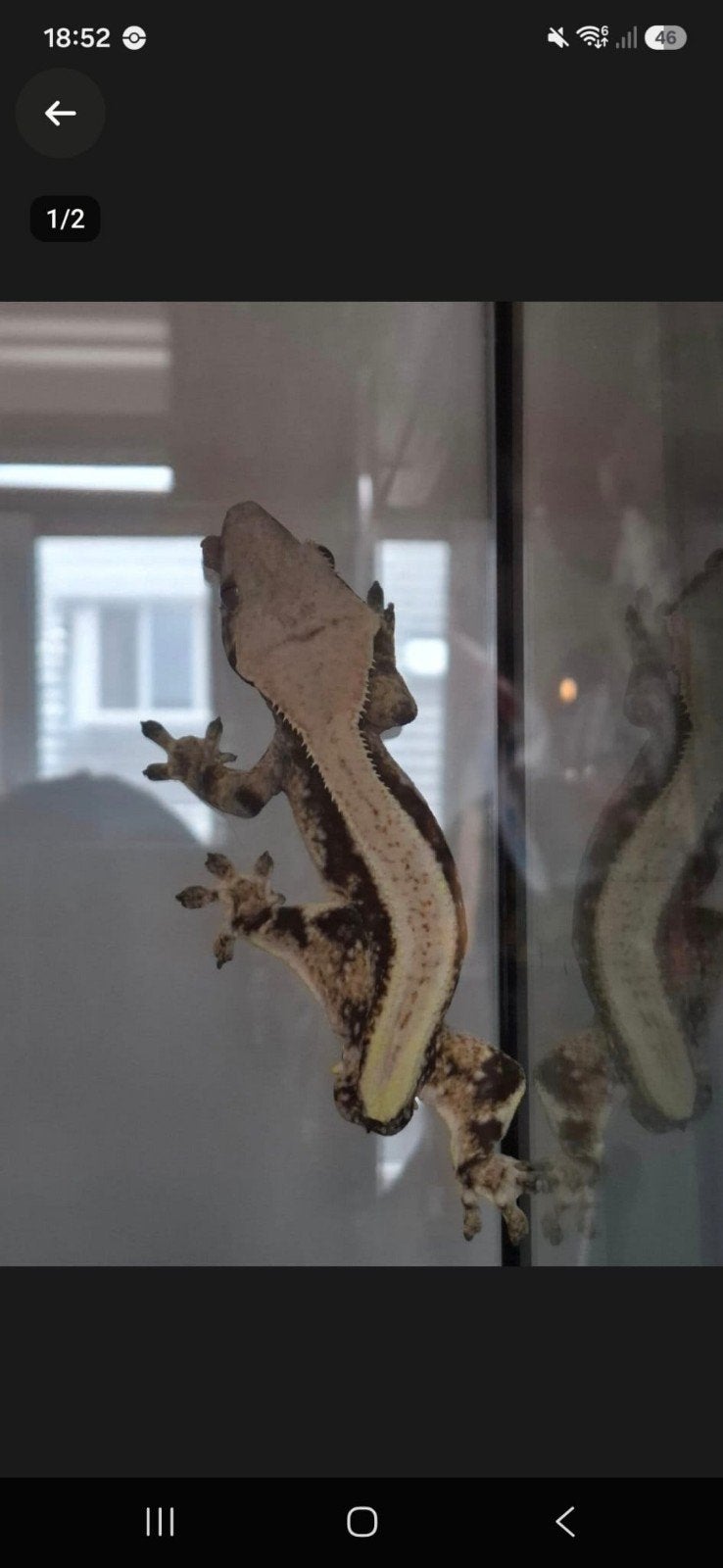 Lily White Wimper gekko van 2 jaar