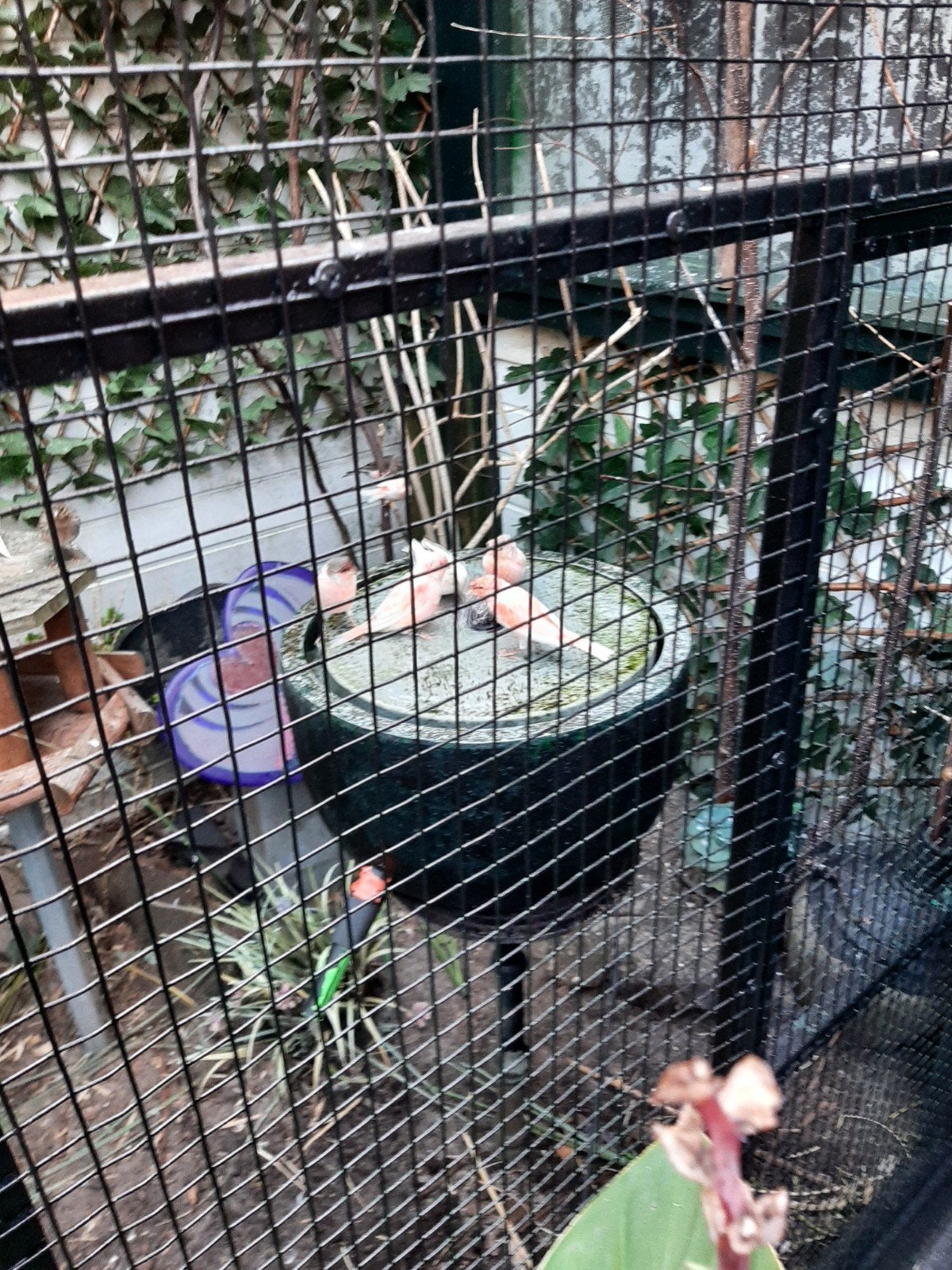 t.k. mooie koppels harlekijn kanaries klr oa rood mozaïek, Meerdere dieren, Kleurkanarie