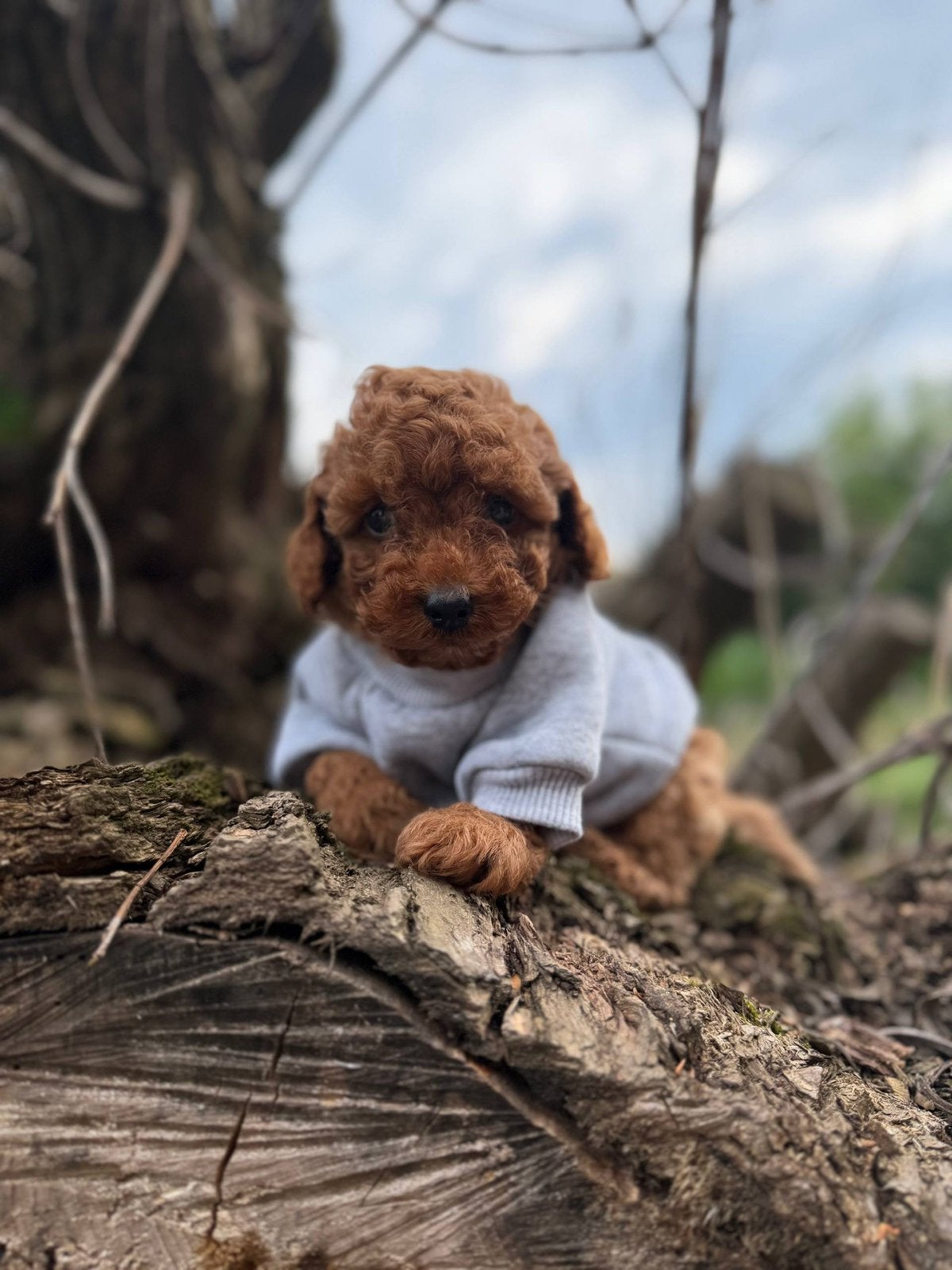 reu mini toy poedel, Dieren en Toebehoren, Poedel, Reu, 8 tot 15 weken, Parvo