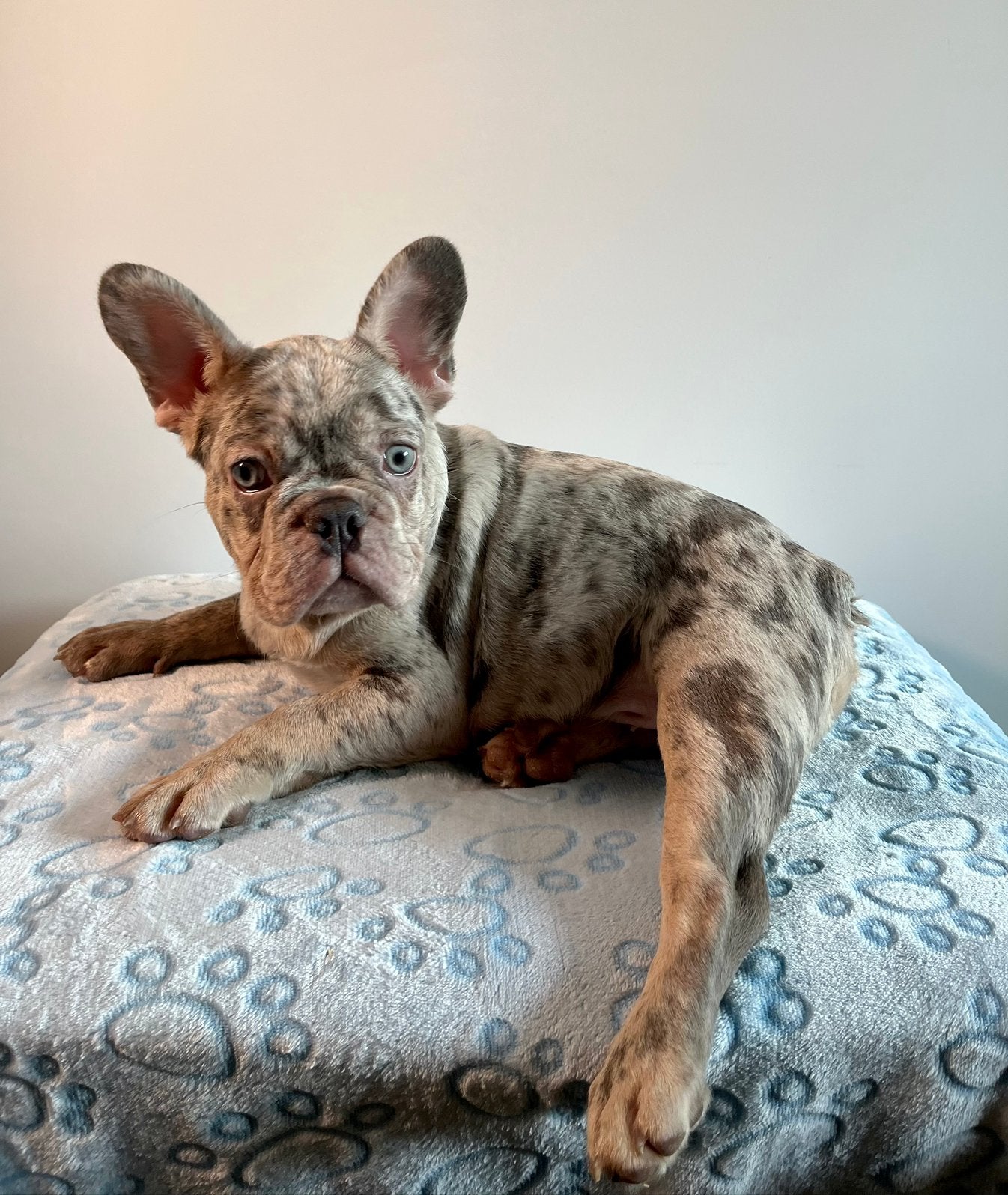 Hele mooie raszuivere Franse Bulldog pups met unieke kleur, 15 weken tot 1 jaar, Buitenland, Bulldog, Meerdere