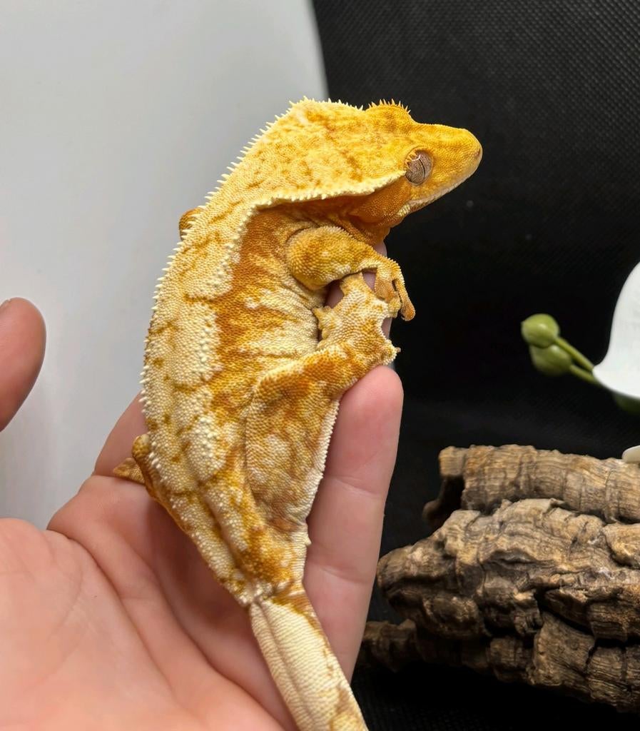 0.1 RTB Red Drippy High White Tricolor wimpergekko vrouw, Dieren en Toebehoren, Reptielen en Amfibieën, Hagedis, 0 tot 2 jaar