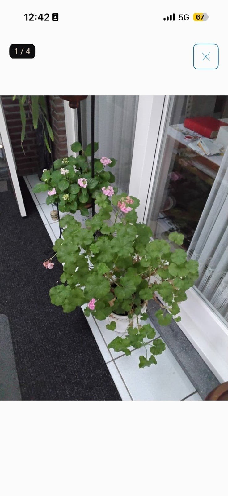 Geraniums in pot - Roze bloeiende planten, Huis en Inrichting, Kamerplanten, Ophalen, Overige soorten, Halfschaduw, In pot