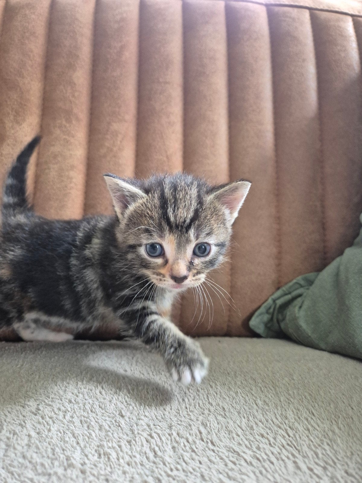 Poesje van kruising Ragdoll x Britse korthaar x Noorse boska, Dieren en Toebehoren, Katten en Kittens | Overige Katten, Poes, 0 tot 2 jaar