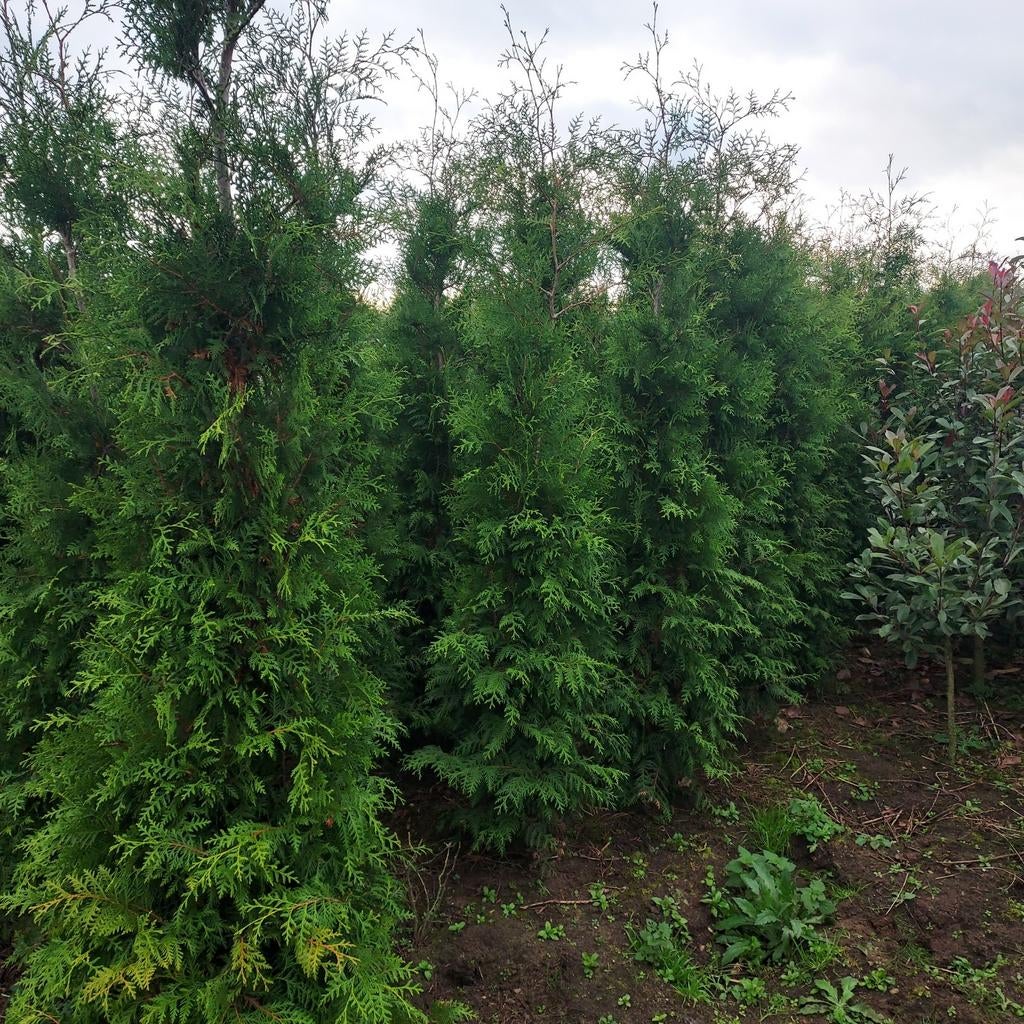 Aanbieding thuja Brabant 220/240, Tuin en Terras, Planten | Struiken en Hagen, Ophalen of Verzenden, Conifeer, 100 tot 250 cm