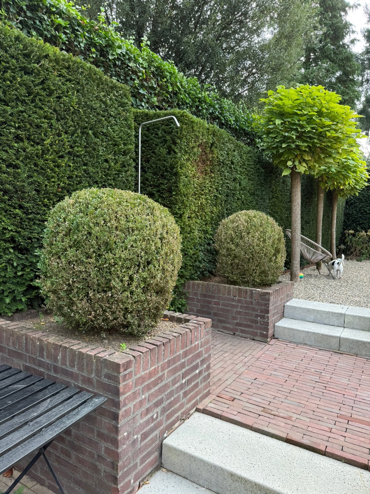 2 grote buxus bollen - doorsnede 80 cm, Bloeit niet, Overige soorten, Minder dan 100 cm, Ophalen