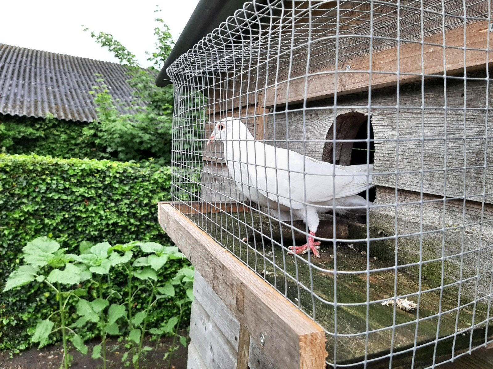 Koppel jonge witte duiven. Hebben nog niet buiten gevlogen., Meerdere dieren, Overige soorten
