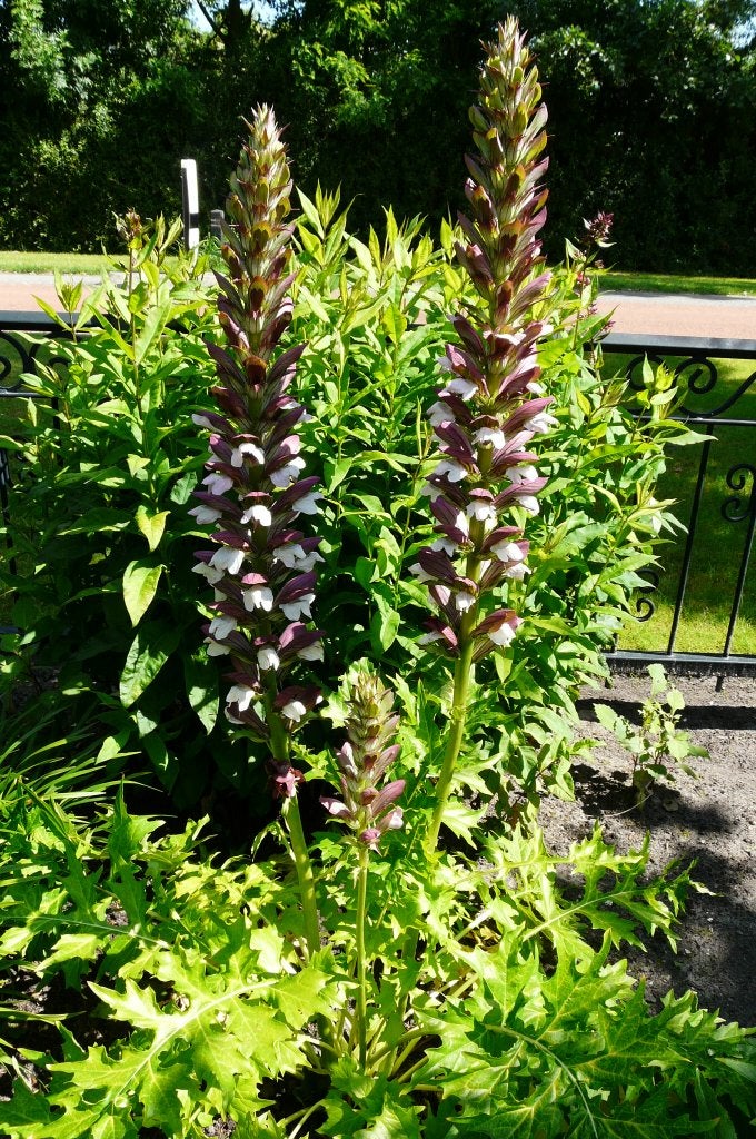 Acanthus hungaricus, Tuin en Terras, Vaste plant, Halfschaduw, Zomer, Ophalen