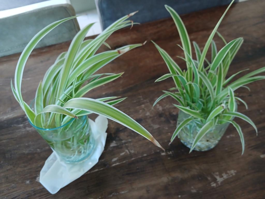 Stekjes bonte graslelie (gratis), Ophalen, Halfschaduw, Minder dan 100 cm
