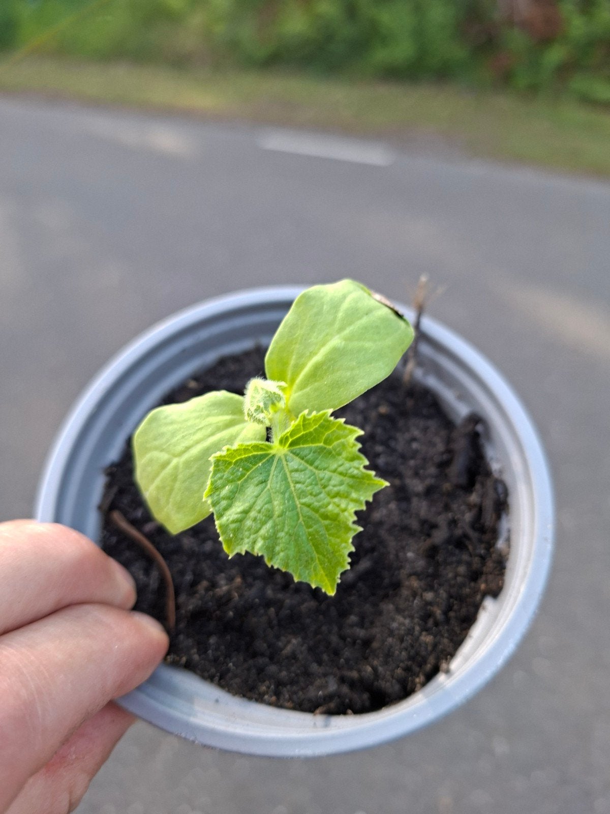 Komkommer stekjes - Vers en klaar om te planten!, Ophalen, Eenjarig, Groenteplanten, Volle zon
