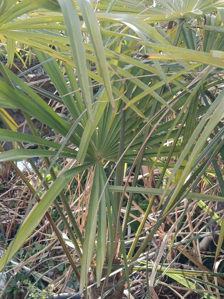 Palmboom winterhard Trachy carpus fortunei, 100 tot 250 cm, Zomer, Palmboom, Ophalen