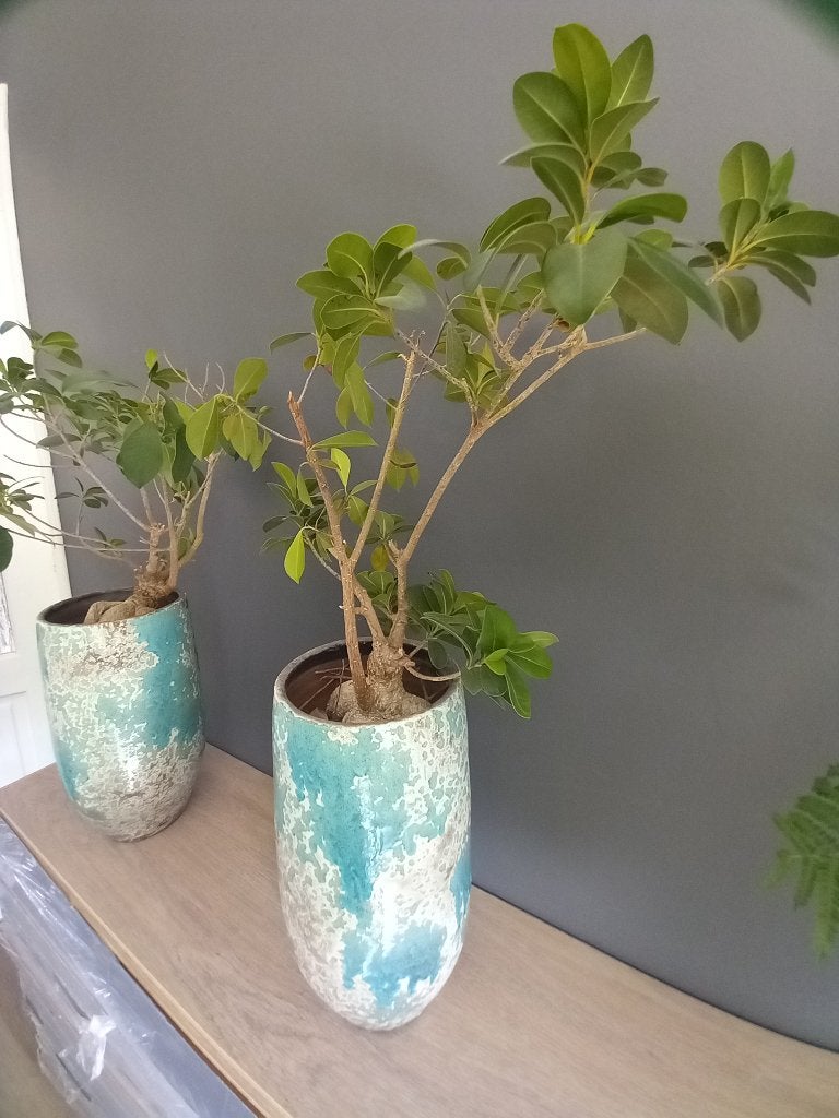 2 stuks Ficus Ginseng in pot 60cm hoogte, Huis en Inrichting, Ophalen, Ficus, Halfschaduw, In pot