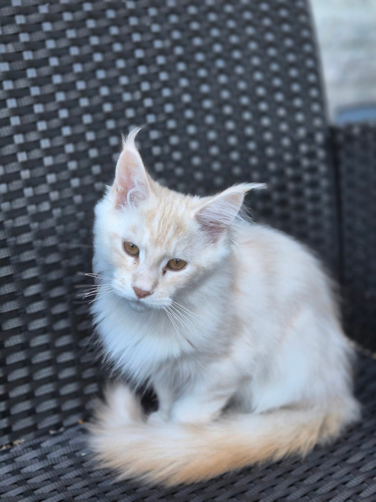 maine coon kater met stamboom, Kater, Met stamboom, 0 tot 2 jaar