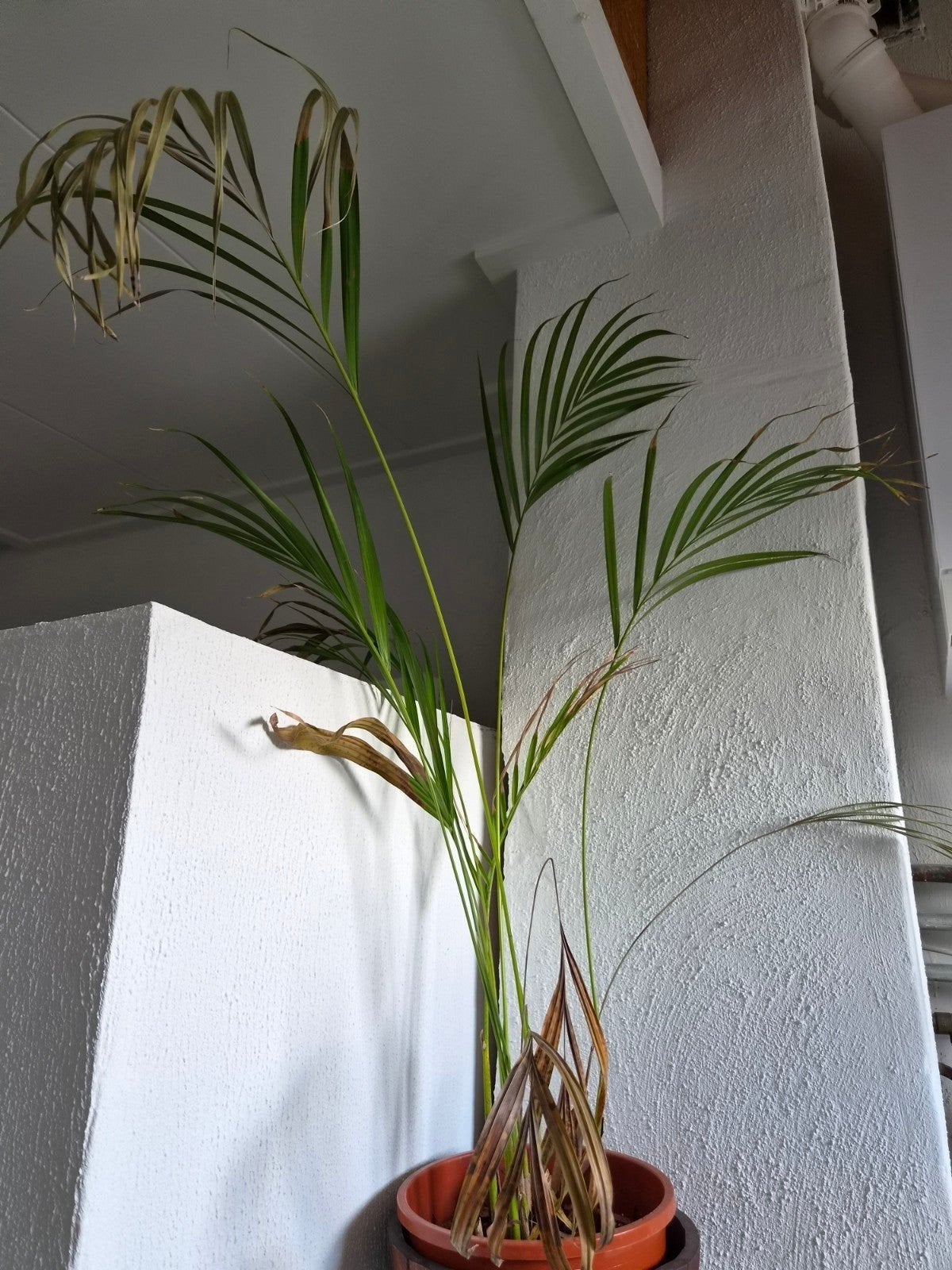 free plant, Huis en Inrichting, Kamerplanten, Ophalen, 100 tot 150 cm, Palm, Halfschaduw