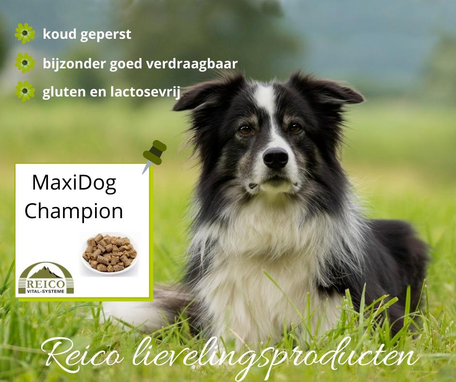 100% natuurlijk hondenvoer, Verzenden, Hond