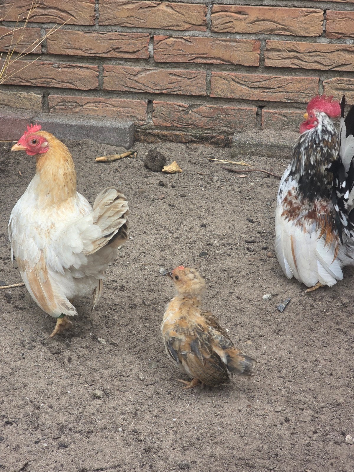Gratis af te halen: 2 Serama kuikens + broedeieren, Dieren en Toebehoren, Meerdere dieren, Kip