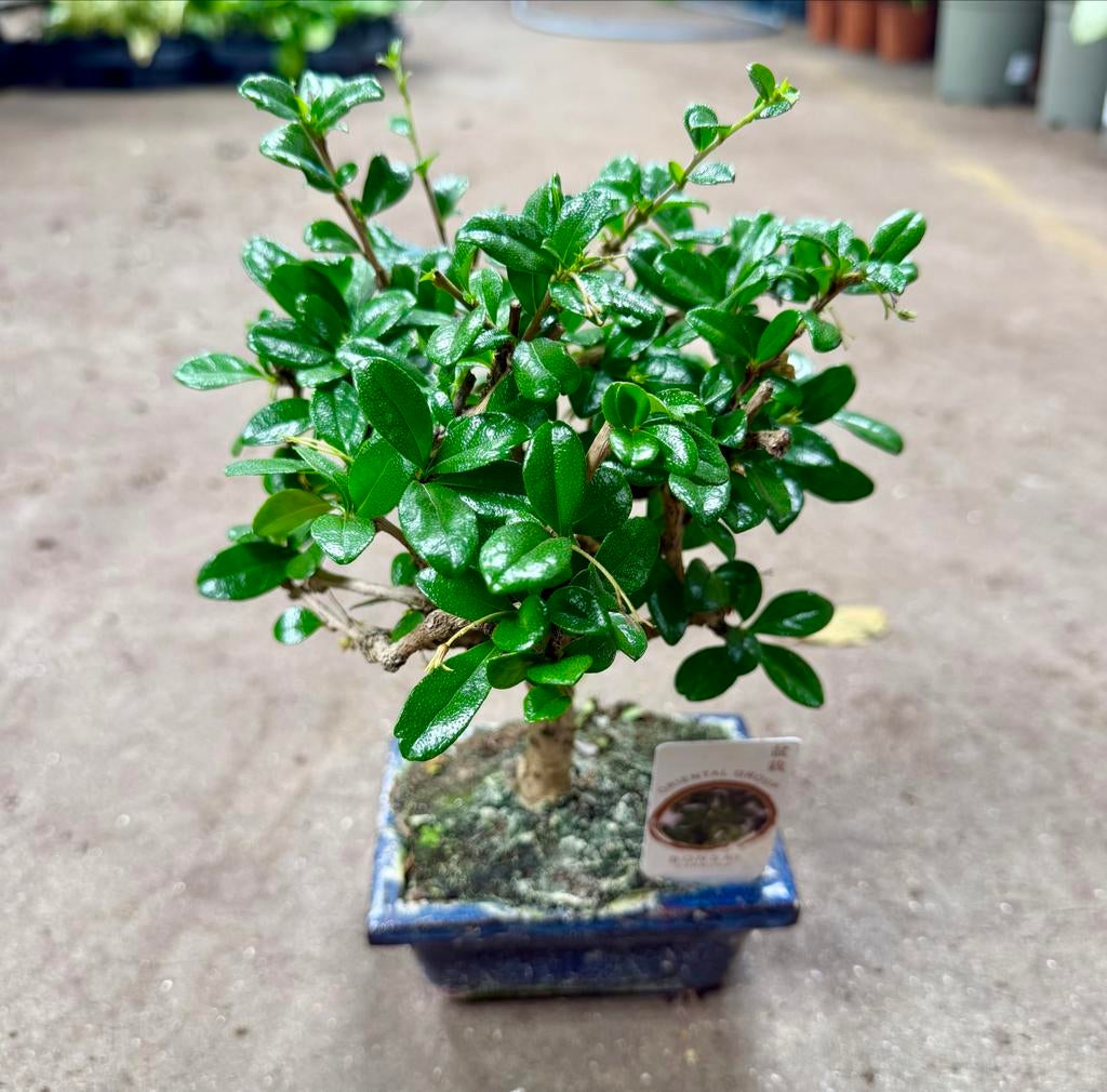 Prachtige Bonsai Carmona in blauwe keramieken pot, Ophalen of Verzenden