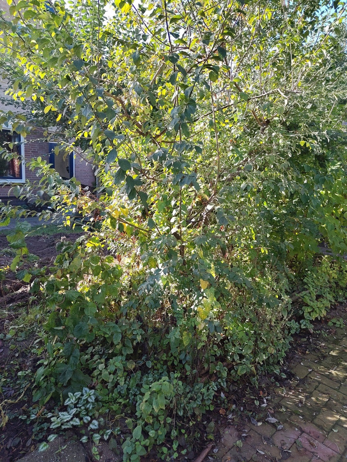 Sleedoorn, Tuin en Terras, Ophalen, Overige soorten, Struik, 100 tot 250 cm