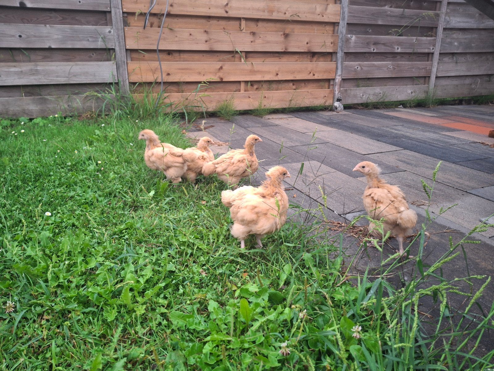 orphington buff kuikens, Geslacht onbekend, Kip