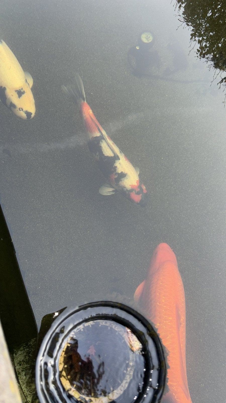 Koikarpers te koop, Karper of Koi