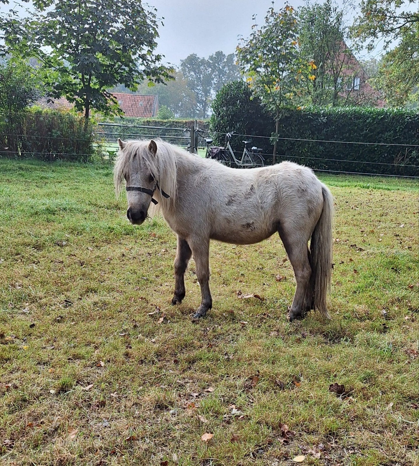 Te koop palomino merrie en zilverappel hengst veulen, Meerdere dieren, A pony (tot 1.17m), 0 tot 2 jaar