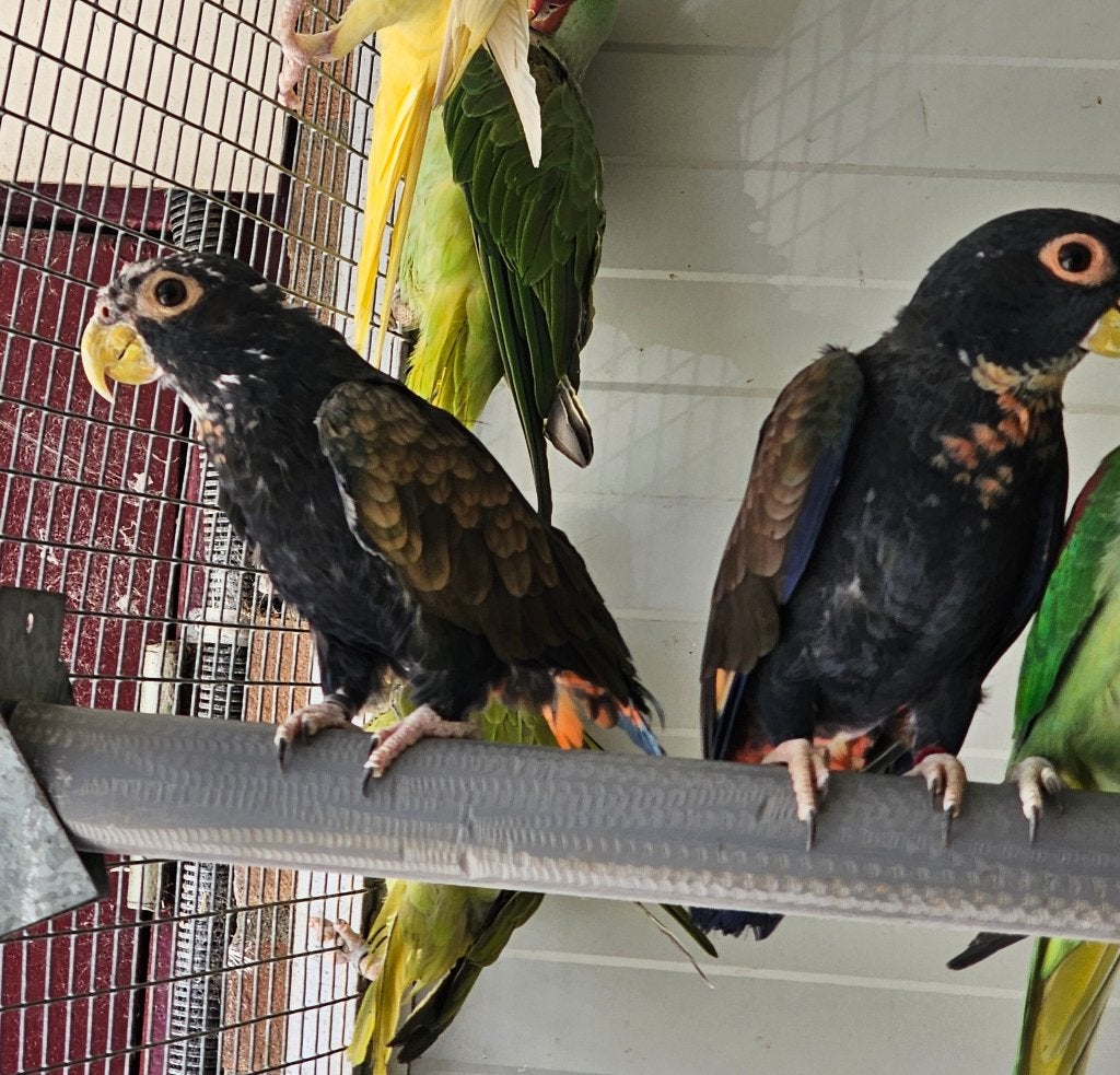 Bronsvleugel pionus, Meerdere dieren, Papegaai, Geringd
